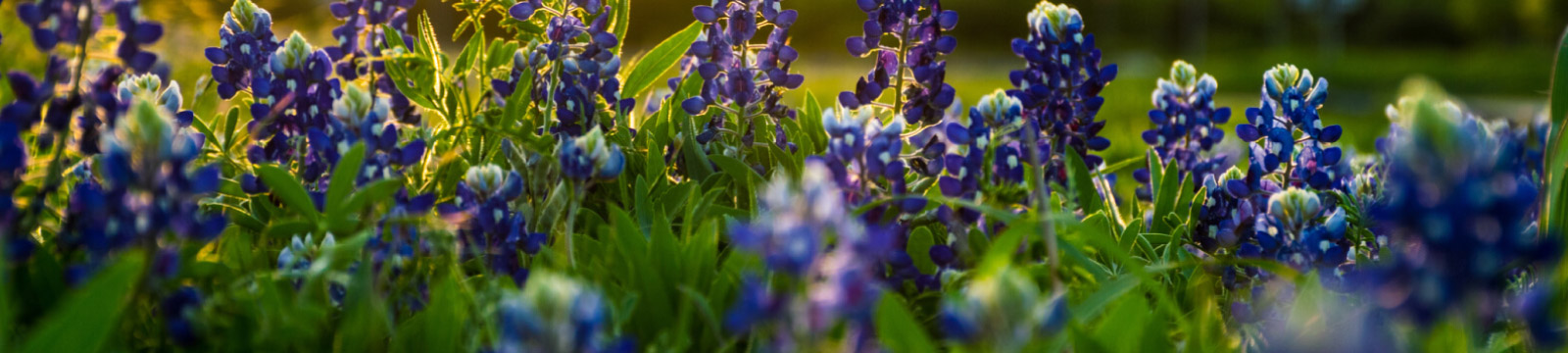 Purple field of flowers